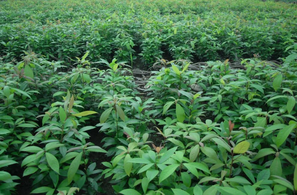 芊阙海南金丝楠木树苗南方北方珍稀名贵树种小叶桢楠雅楠大小树苗