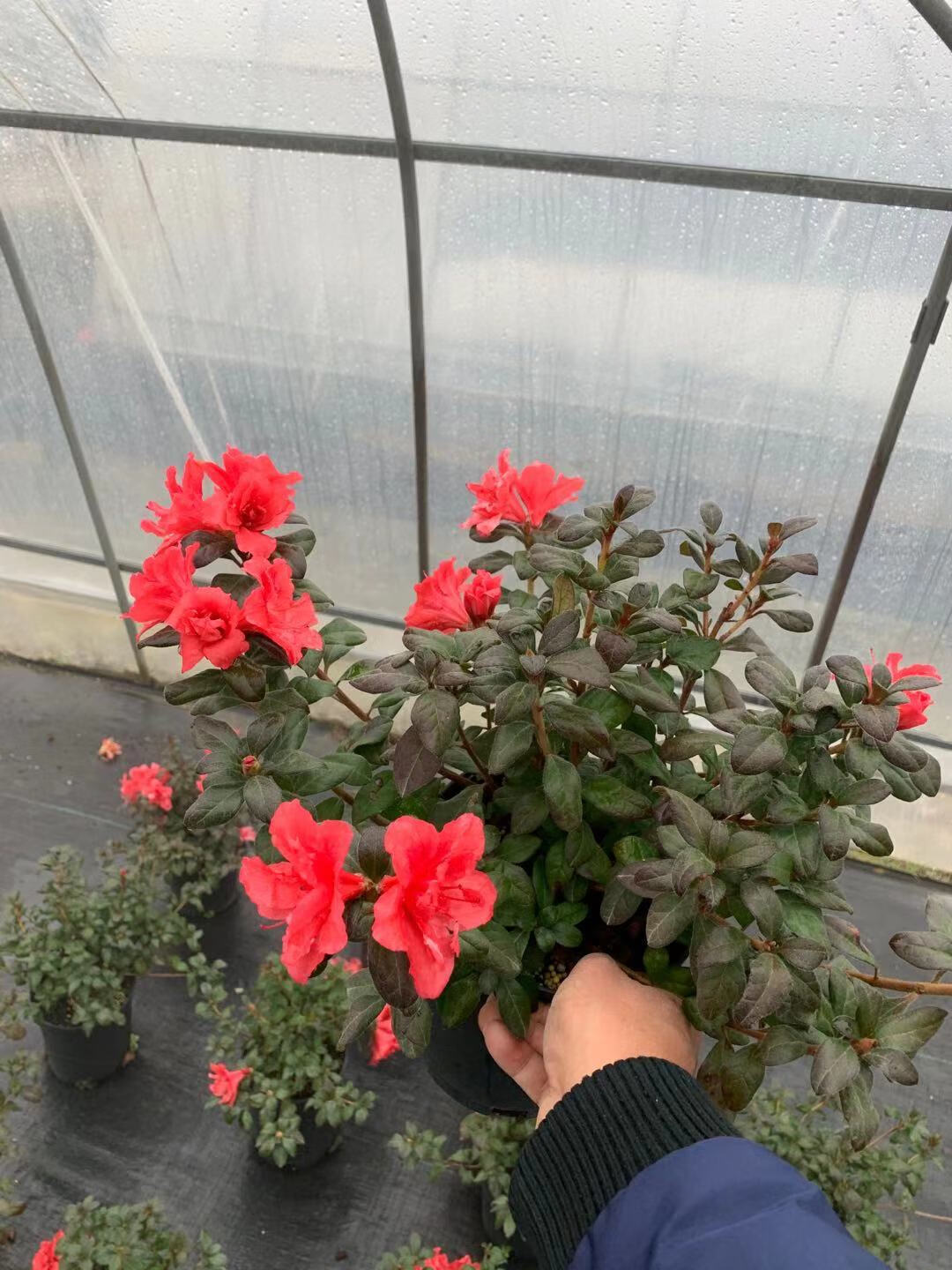 麦桑荷安酷进口多季杜鹃花盆栽小苗四季开花杜鹃花苗室外花园花卉树苗