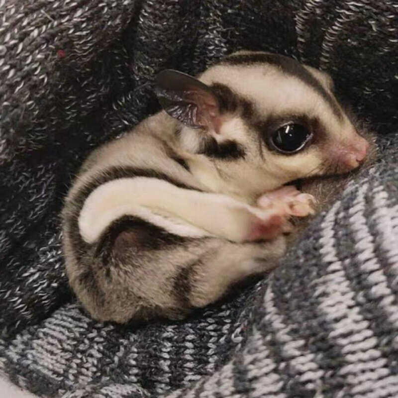 【店铺推荐】澳洲蜜袋鼬活体幼崽公蜜袋鼬口袋宠物密袋鼯加饲养套餐