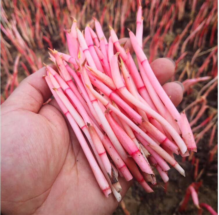 四川鱼腥草新鲜折耳根嫩芽猪皮拱嫩尖红芽凉拌1斤尝鲜