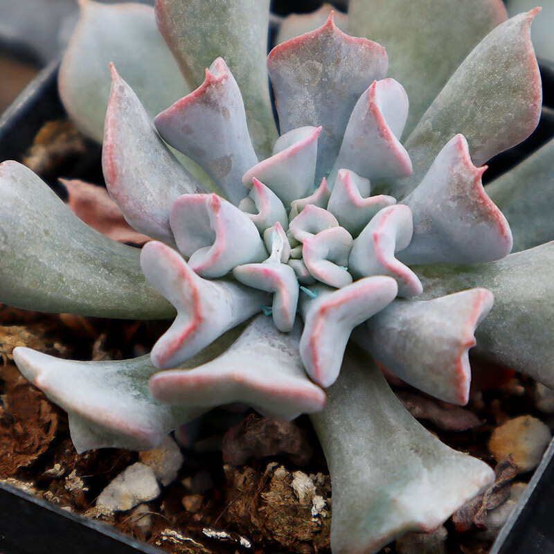 伴兮 魔笛 多肉植物花卉批发猪鼻子筒叶pink稀有含盆带土发青州绿植