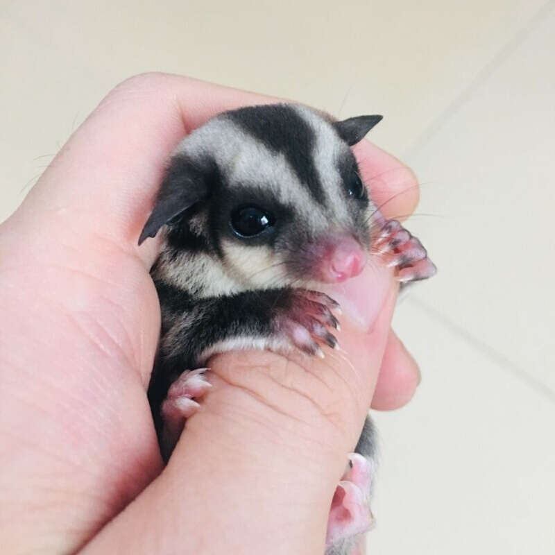 【店铺推荐】澳洲蜜袋鼬活体幼崽公蜜袋鼬口袋宠物密袋鼯加饲养套餐