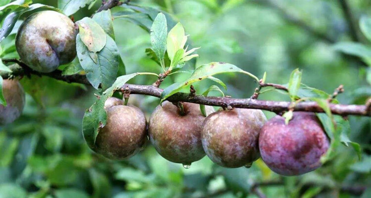 顺丰京咚大果正宗韶关翁源三华李红心李子新鲜孕妇水果广东特产酸甜脆