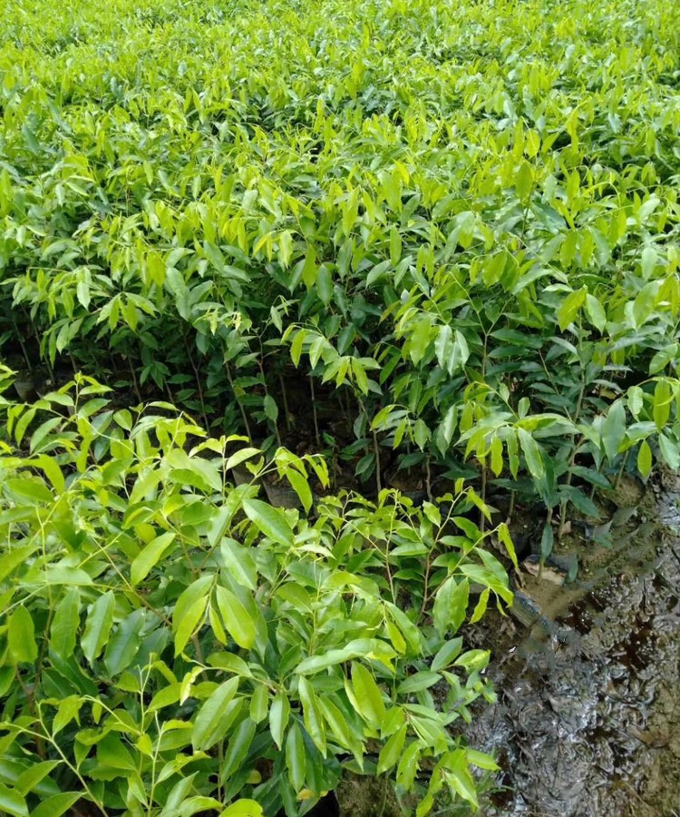 海南黄花梨树苗沉香苗降香黄檀小叶紫檀金丝楠木苗盆栽绿植四大名木