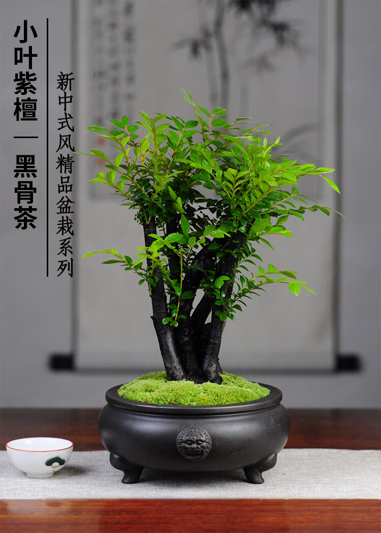 嘉际 小叶紫檀黑骨茶紫砂盆栽盆景绿植四季常青室内茶几办公桌书房