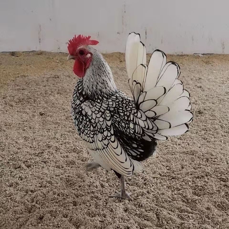 观赏波兰鸡波澜鸡青年大青年种蛋雏鸡幼鸡宠物鸡小体型鸡 纯种菠澜鸡4