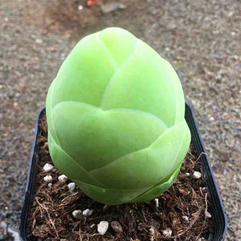 磐阙 上新白玉鸡蛋山地玫瑰粉山地玫瑰多肉植物小贵货罕见组合盆栽
