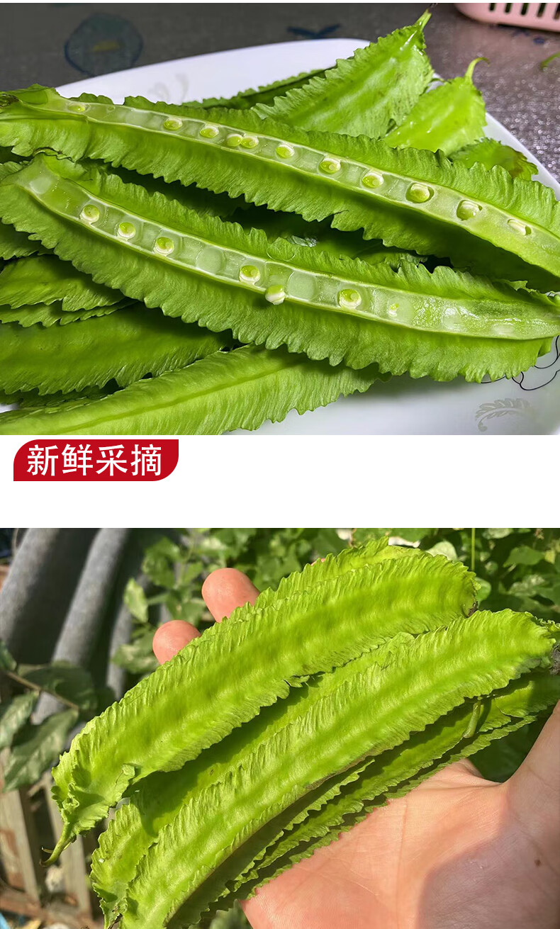 顺丰海南四角豆四棱豆南方蔬菜新鲜采摘龙角豆龙豆3斤