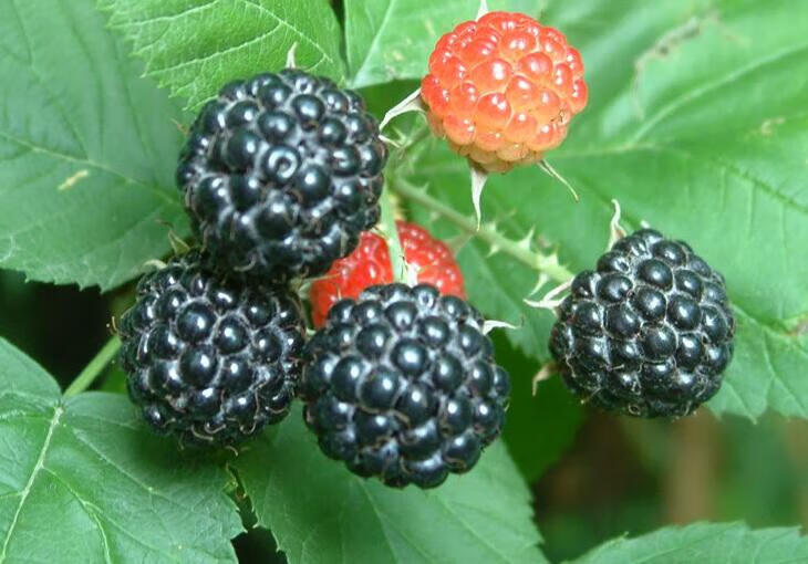 种植四季当年结果庭院阳台树莓树长度20厘米四年苗阿甜111cm含140cm含