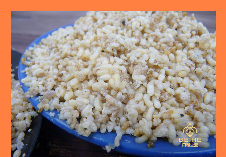 花初醒蚂蚁蛋新鲜蚂蚁卵大黑蚂蚁籽高蛋白食用昆虫贝和虫业花初醒伟博