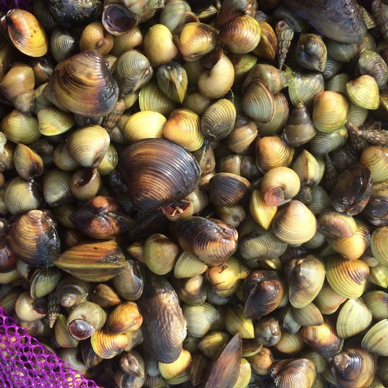 狮湾 溪蚬黄金蚬小河蚌河蚬活体淡水冷水原生宠物小型水族除藻观赏螺