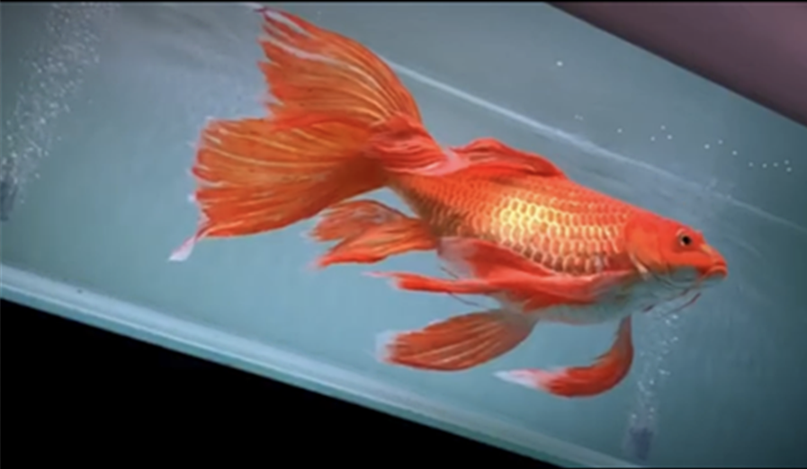 麦基乐正宗火红蝴蝶鲤 短身球型蝴蝶鲤苗子黄蝴蝶鱼熊猫蝴蝶鲤鱼 红色