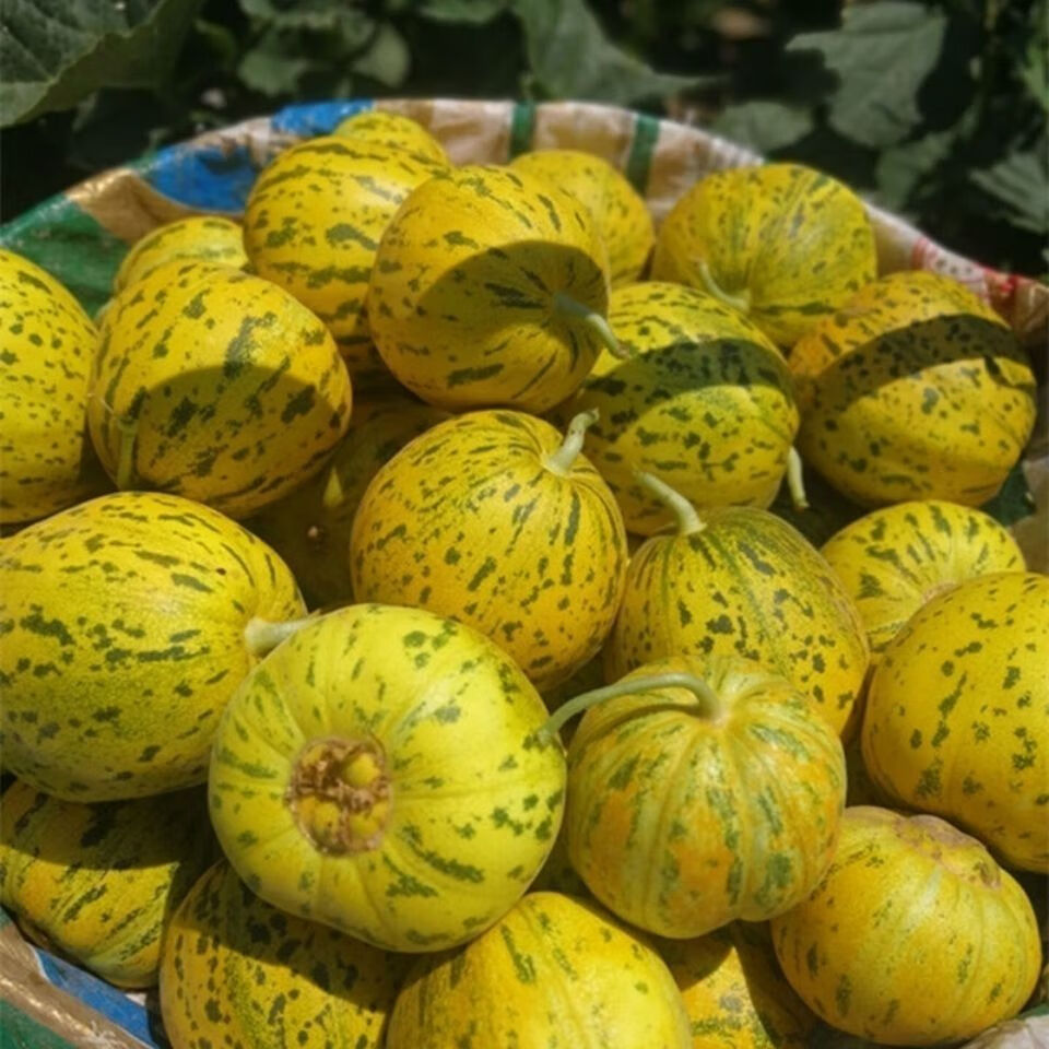 5折 东北甜香瓜白糖罐新鲜水果八里香农家脆甜口感家乡味道 五斤(白瓜