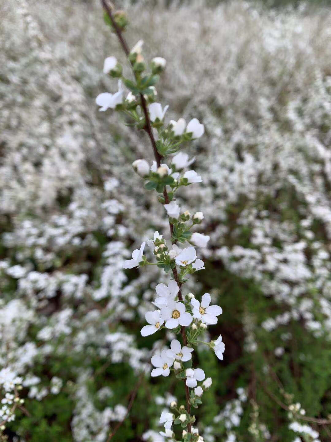 鹿凌青乾枝枝雪柳遇水開花水插花水培辦公室龍柳15米10枝水養生根發芽