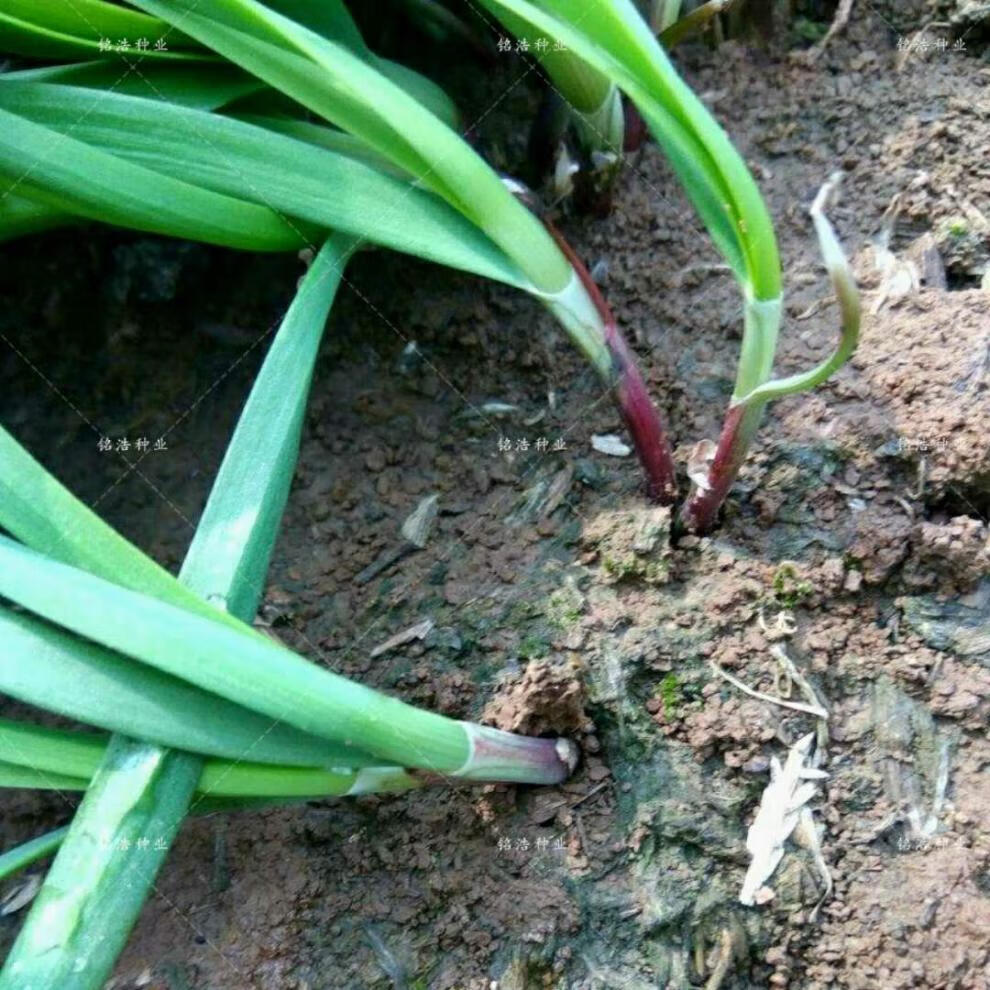 红根韭菜籽多年生蔬菜籽大田阳台盆栽四季菜籽 紫根韭菜种子散装100克