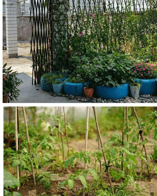 竹杆子 搭架 竹竿 菜园搭架豆角架黄瓜丝瓜架园艺小竹竿细竹竿 【1