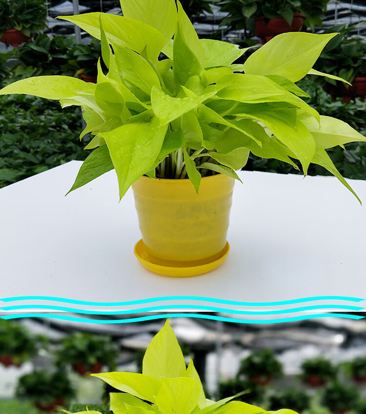 大叶黄金葛绿萝金叶盆栽水培室内新品植物可长藤18cm角红盆黄金葛4盆