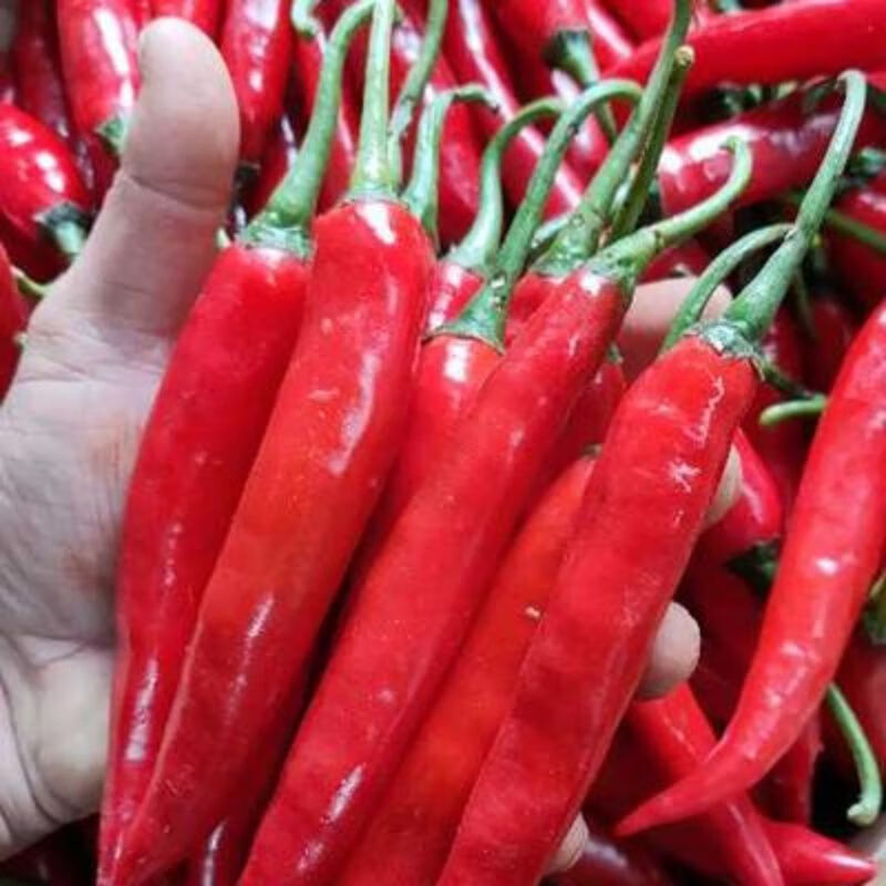 贵州本地新鲜青红辣椒美人椒微辣小辣椒做剁椒中辣露天现摘现发【10月