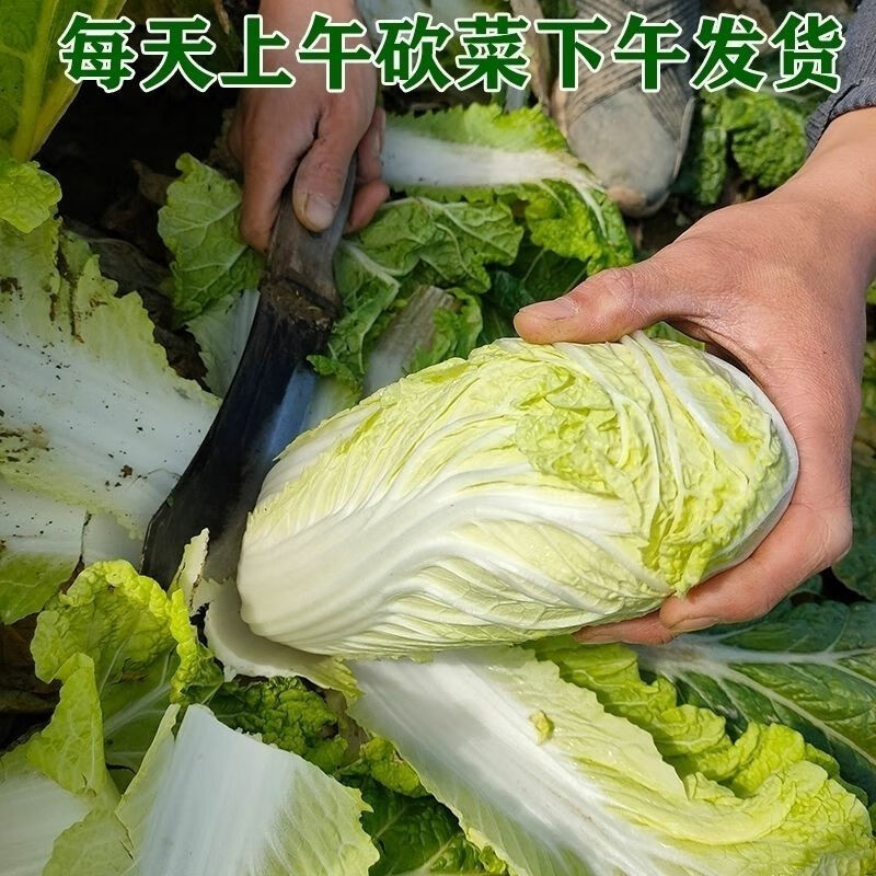 新鮮娃娃菜小白菜新鮮蔬菜精品黃心娃娃菜嫩滑爽口火鍋涮菜批發價23斤