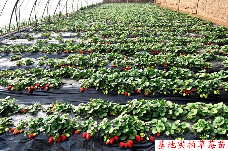 四季草莓苗盆栽阳台食用奶油红颜草莓秧南北方种植果树苗当年结果