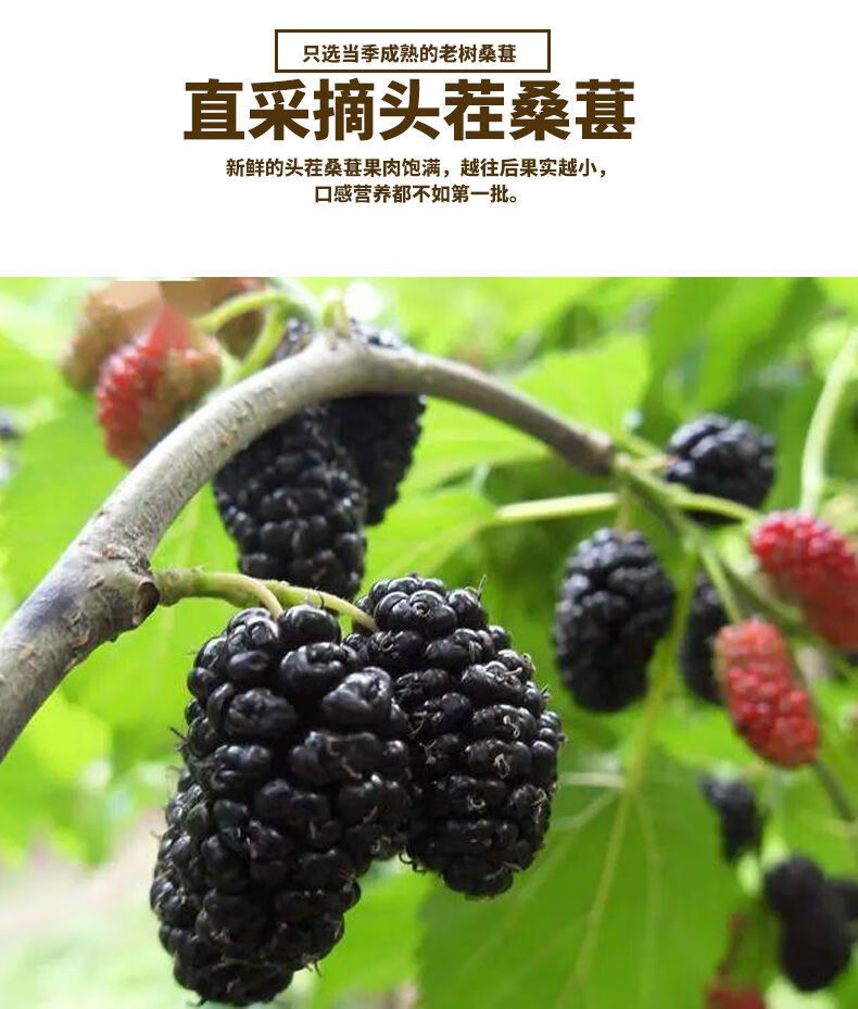 有仁堂桑葚干四川大凉山德昌特级即食黑桑椹干桑枣干无沙新货野生桑果