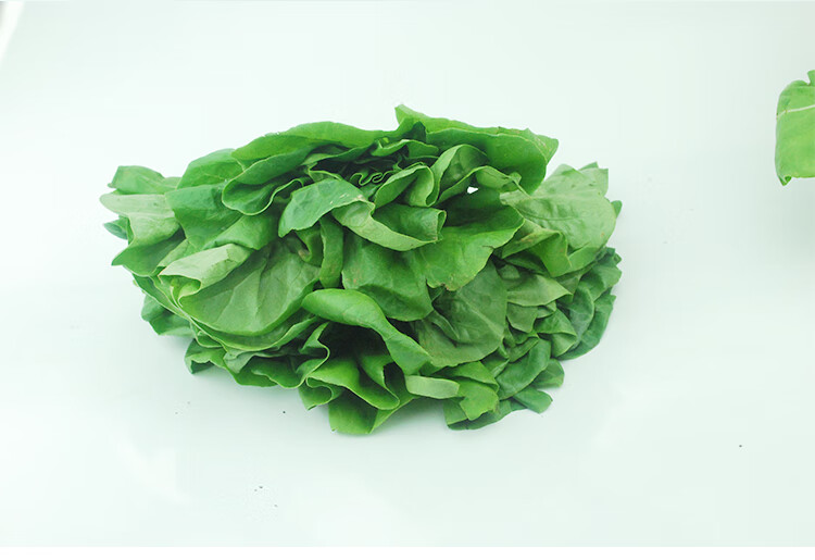 新鲜奶油生菜500克【任搭5份】 波士顿牛油生菜 新鲜蔬菜 500g【图片