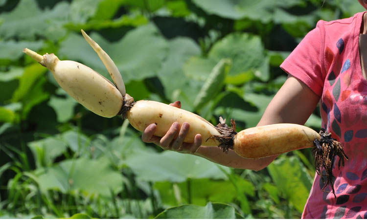 湖北洪湖莲藕煲排骨汤粉藕新鲜现挖凉拌藕片脆藕面藕青泥巴新花藕【8