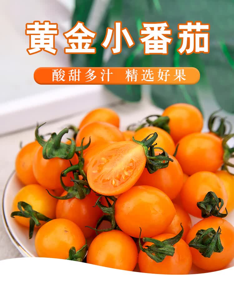 黄金圣女果新鲜樱桃黄小番茄阳光小黄柿水果西红柿应季特产生鲜孕妇