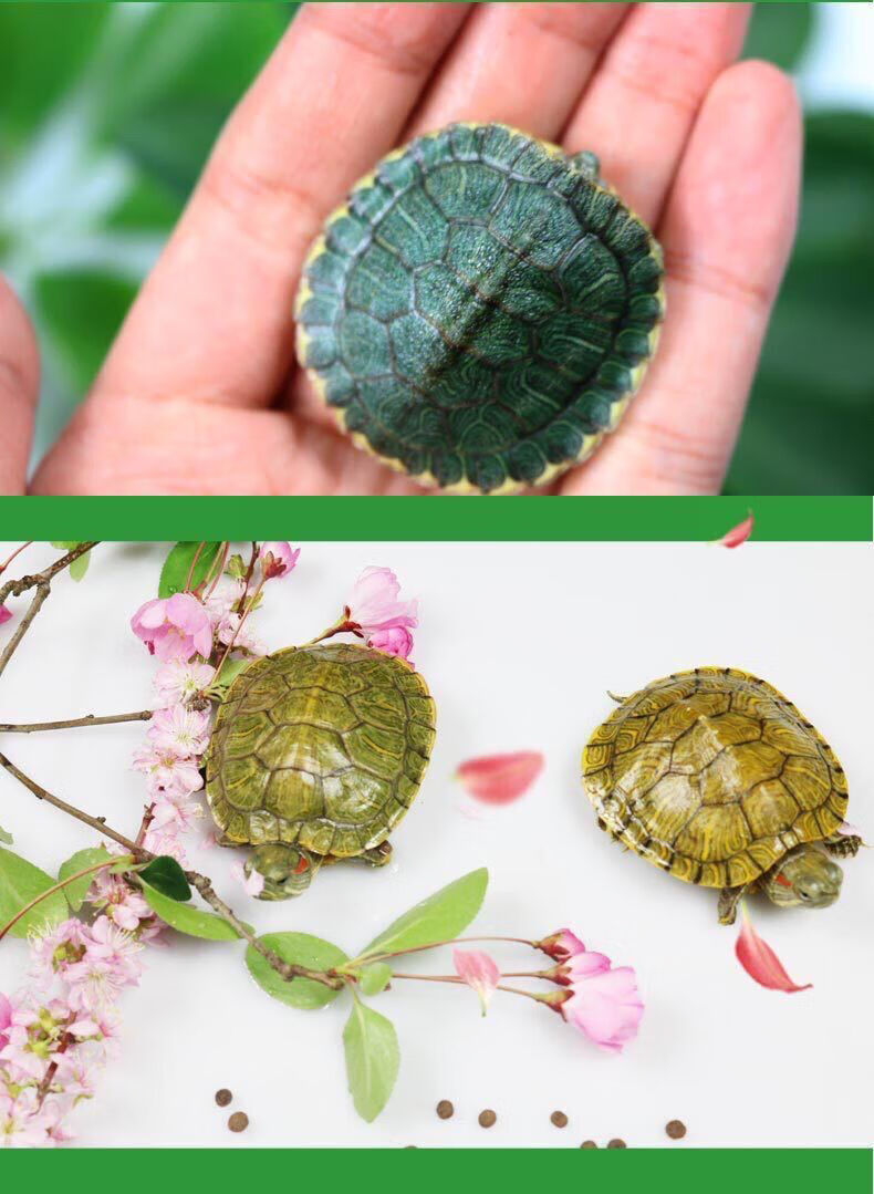 润宝龙 巴西龟苗活体一对小乌龟迷你情侣龟宠物龟活物 3-4厘米(可爱龟
