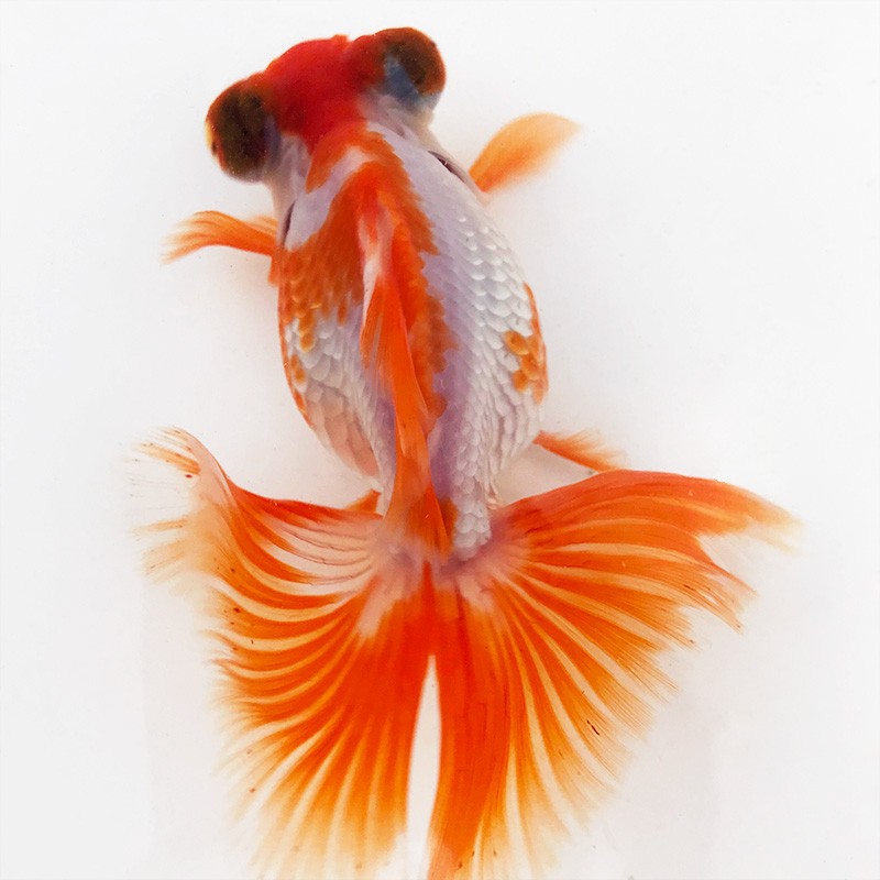 水族宠物鱼 精品金鱼活鱼 大金鱼 小金鱼活体 冷水鱼淡水鱼 大眼金鱼