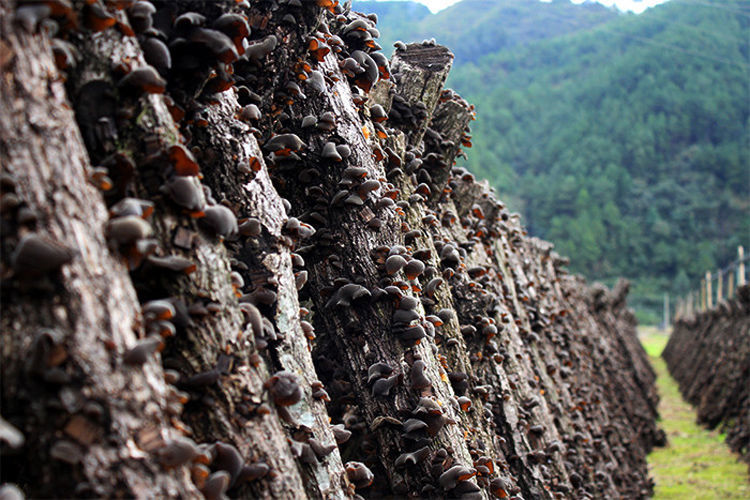 东北椴木小碗耳特级老鼠耳长白山野生黑木耳干货秋木耳250g500g250g