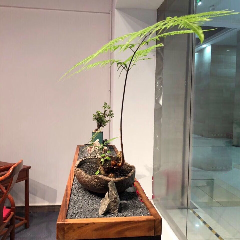 轻奢芊阙禅意蕨类金毛鸿运当头花卉盆栽水培植物四季常
