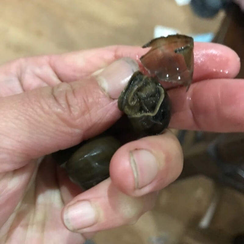 钓鱼螺钓大青鱼脆螺鲜活田螺活体螺蛳青鱼饵湖区特产农家2斤打窝螺3斤