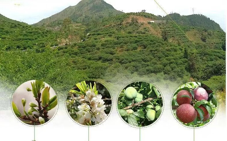 更多参数>>原产地:其他国产/进口:国产包装:简装类别:李品种:三华李