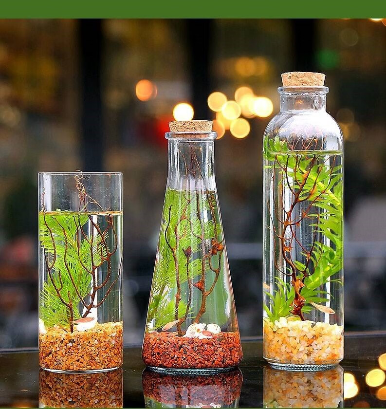 科学生态瓶 生态瓶科学课套装小学生五年级科学生态瓶diy 材料包水族