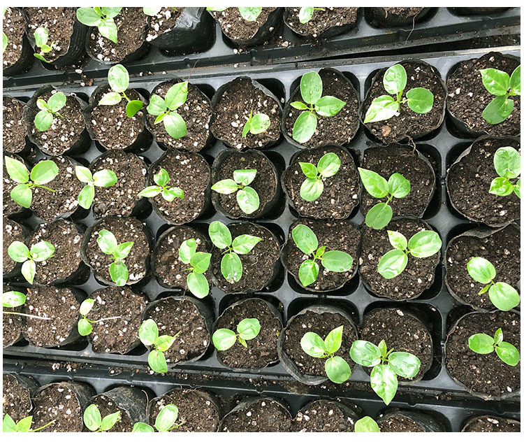 当年结果百香果树苗黄金果苗南方北方种植爬藤盆栽地载2颗紫香一号