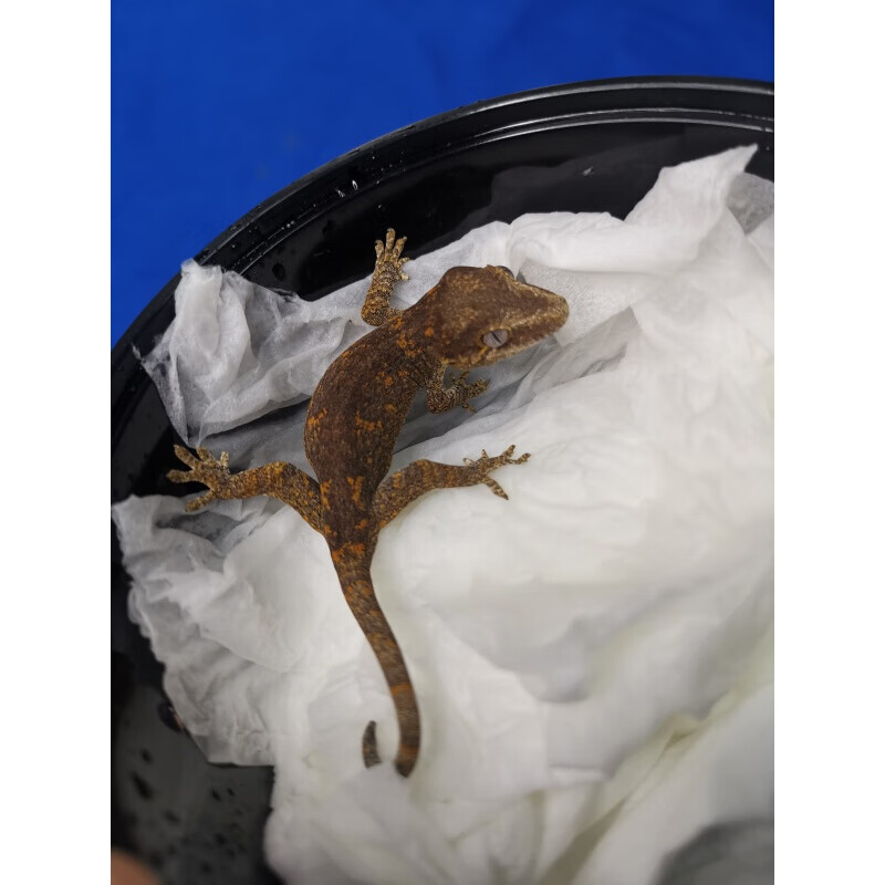 【店铺推荐】包活宠物属树栖睫角守宫活体盖勾亚守宫巨人爬宠 直播间