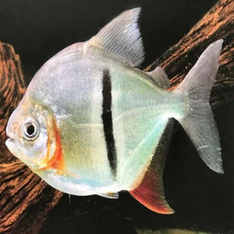 【店铺推荐】粗线银板鱼活体黑桃银板虎纹银板白子银板龙鱼配鱼大型