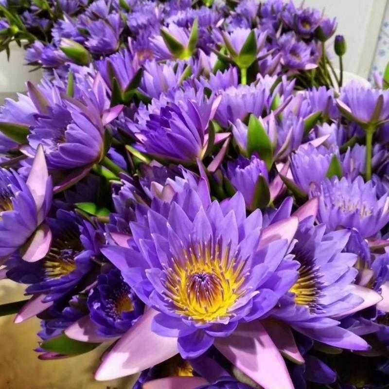 带花苞家用室内切花水养花供佛莲花插花花束 紫色睡莲3支送2支预损