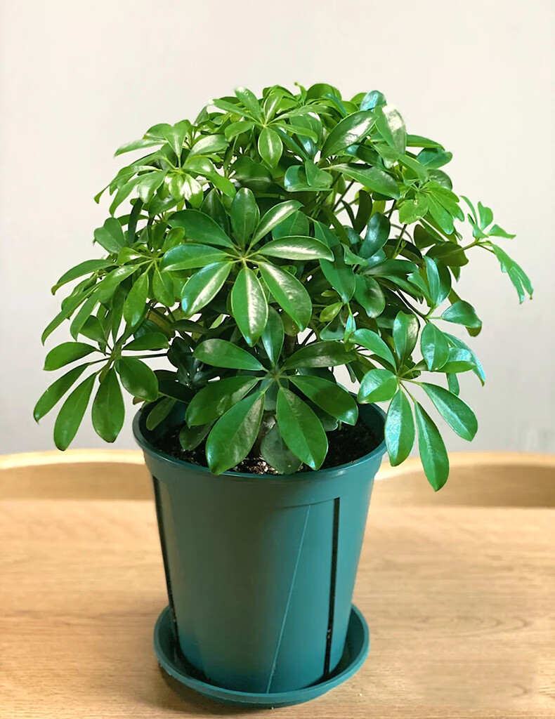 鸭脚木水培植物八方来财七叶莲室内盆栽鸭掌木水养绿植四季好养活鸭脚