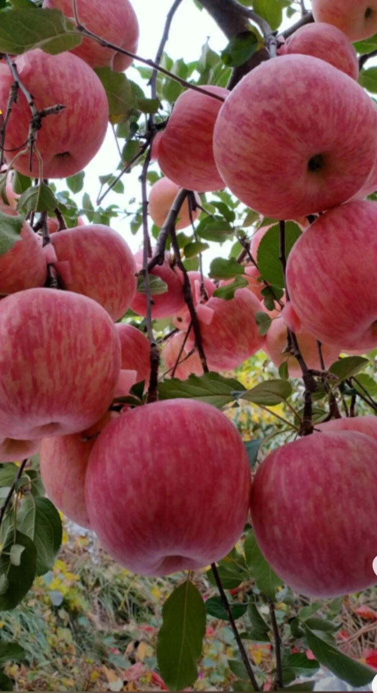 烟台富士全红苹果一级果二十斤普通箱装栖霞果园发货直销85果20斤装箱