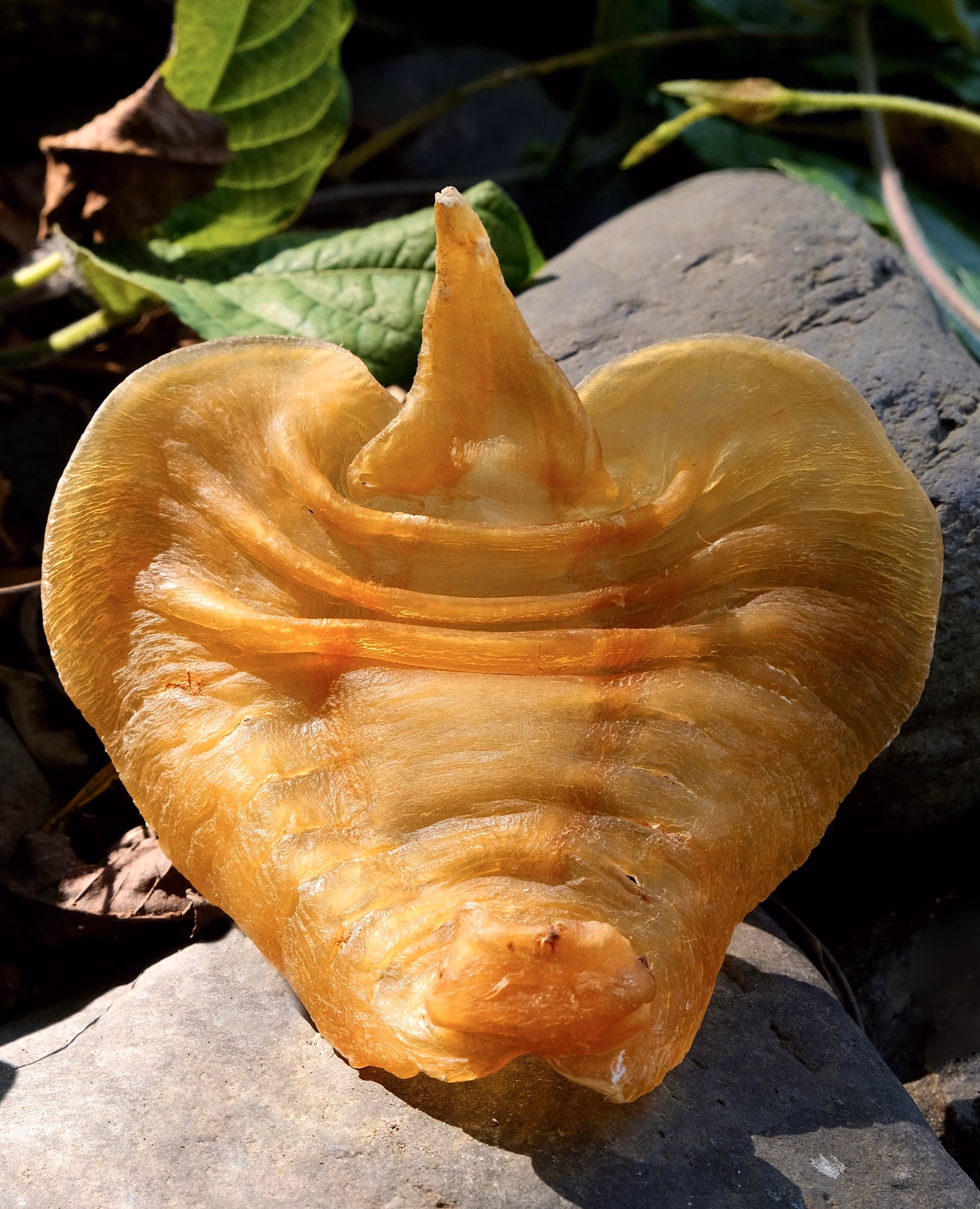 陈年老胶湛江赤嘴鳘鱼胶公肚深海花胶干货孕妇滋补鳌8个/250g【图片