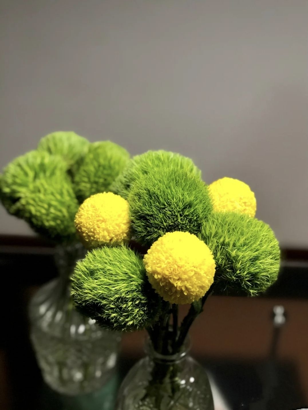 芊阙轻奢芊阙绿毛球绿石竹云南昆明基地直发家庭办公室易水养清新插花