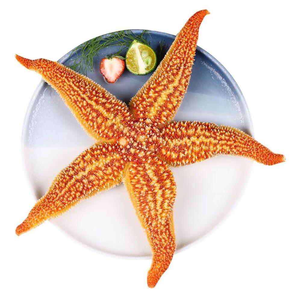 海星500g大海五星食用干货20g250克海盘车煲汤泡酒料中 20克 大【图片