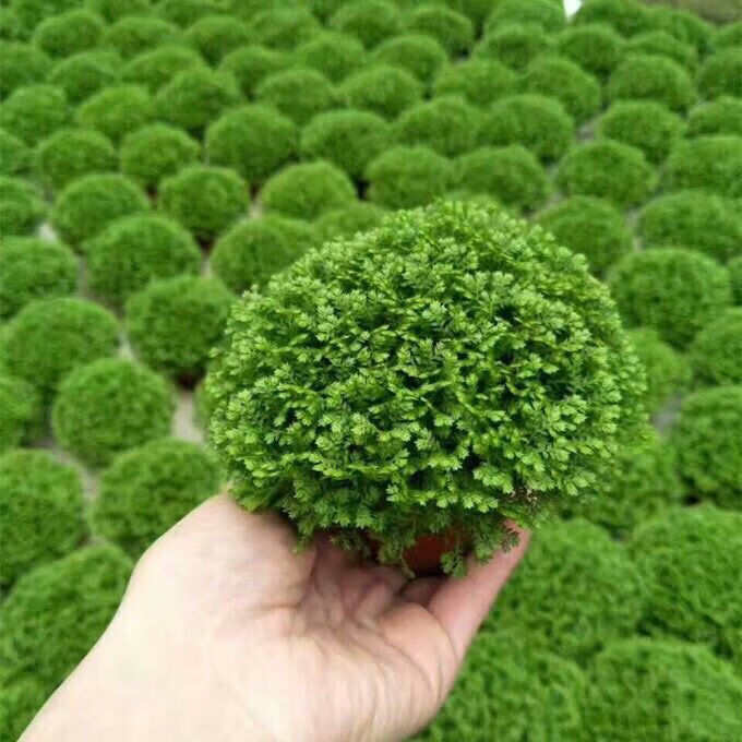 香葶苑幸福草情人草蕨类植物室内桌面绿植盆栽花卉绿地球3盆带盆栽好