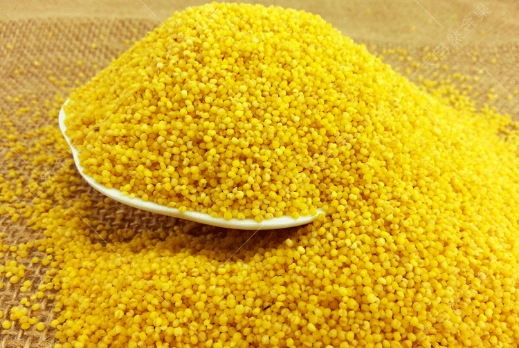 红谷子种子黄小米种籽春夏季高产鸟不吃毛谷种抗倒伏五谷杂粮种孑 鸟