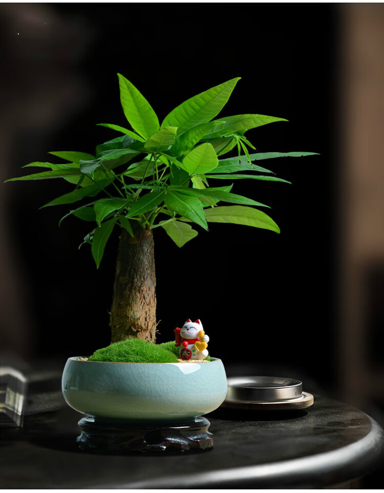 发财树小栽植物客厅办公室内桌面招财树盆景四季常青发财树白瓷带盆栽