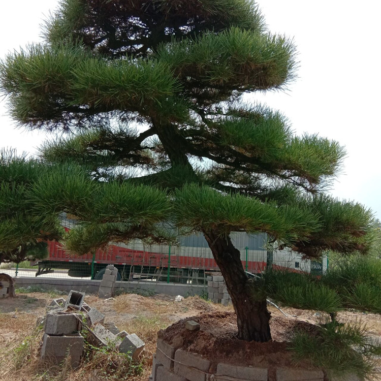 鹿凌青 黑松造型树别墅庭院精品四季常青大型迎客松盆景园林绿化树苗