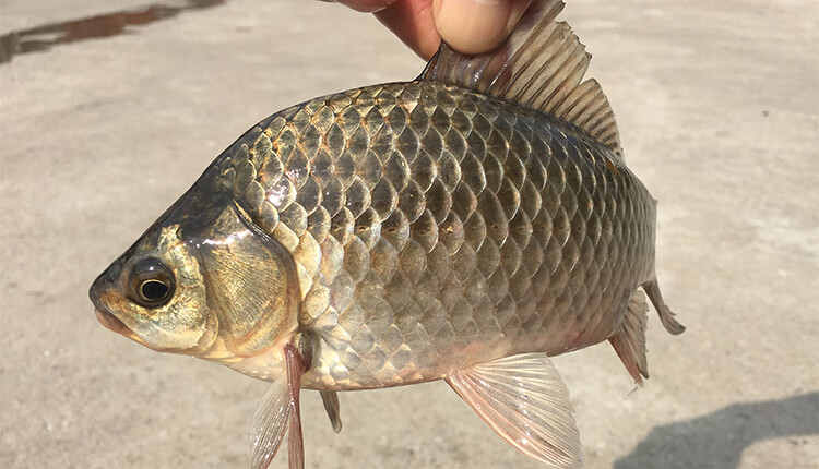 土鲫鱼新鲜炖汤活鱼现杀纯正2斤