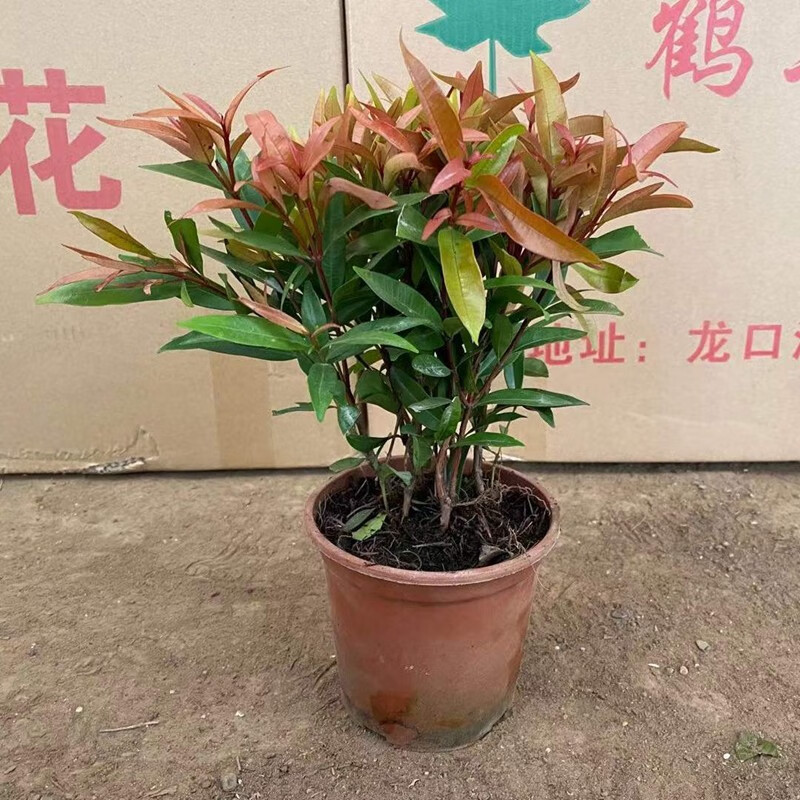 红车树红鳞蒲桃花卉盆栽四季常青水培土培室内盆栽桌摆阳台客厅红车